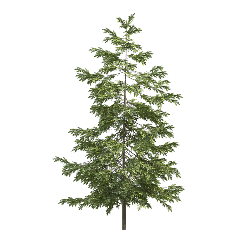 Picea Abies - Spruce 02